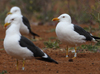 1cy fuscus in August, ringed in Finland. (81365 bytes)